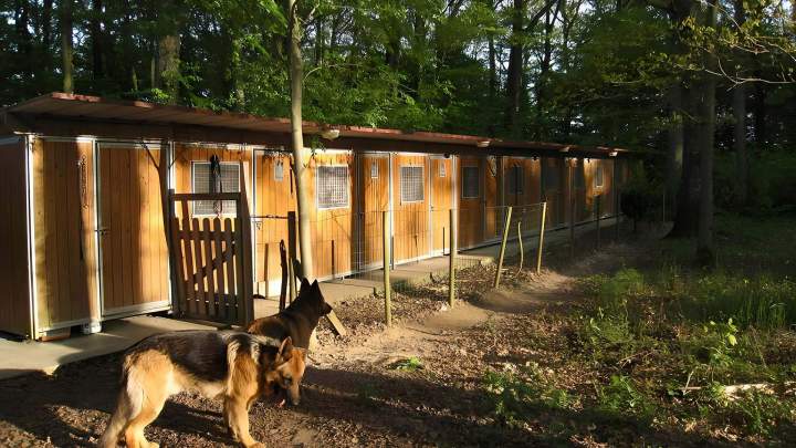 Dressage de chien Saint-Maurice-Sur-Aveyron